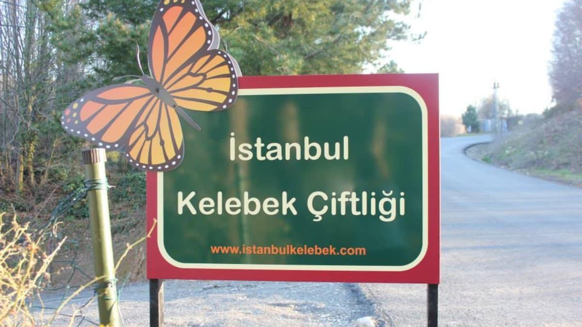 اكتشف حديقة الفراشات في إسطنبول: تجربة تفاعلية وسط الطبيعة والألوان