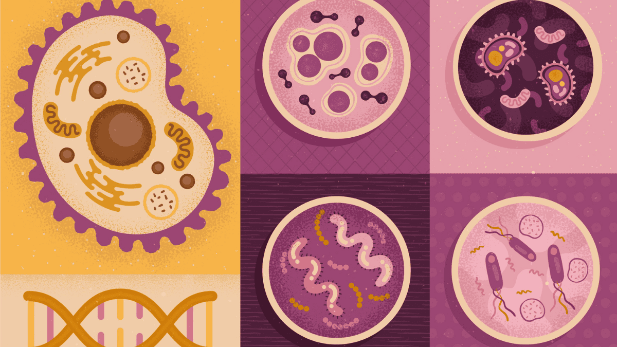 تركيا تطلق “البنك الوطني للخلايا والأنسجة” لتعزيز العلاج المحلي وتقليل المستورد