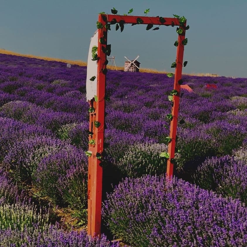 حقول اللافندر في إسطنبول: استمتع بجمال Baysu Lavanta Tarlası والتقط أجمل الصور